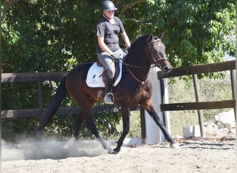Andalusier, Wallach, 5 Jahre, 156 cm, Dunkelbrauner