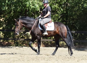 Andalusier, Wallach, 5 Jahre, 156 cm, Dunkelbrauner