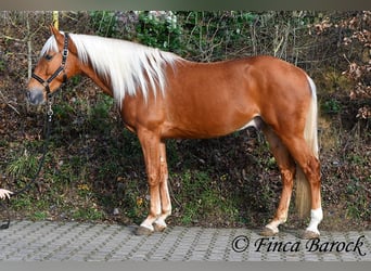 Andalusier, Wallach, 5 Jahre, 156 cm, Palomino