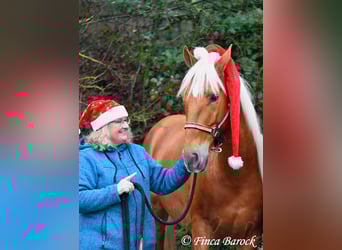 Andalusier, Wallach, 5 Jahre, 156 cm, Palomino