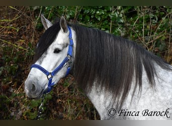 Andalusier, Wallach, 5 Jahre, 156 cm, Schimmel
