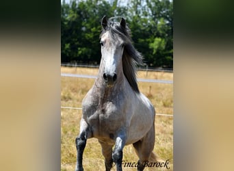 Andalusier, Wallach, 5 Jahre, 156 cm, Schimmel