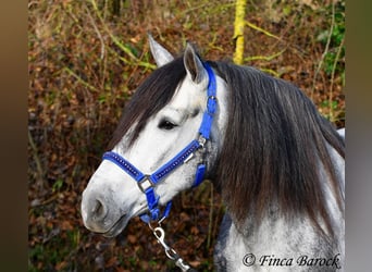 Andalusier, Wallach, 5 Jahre, 156 cm, Schimmel