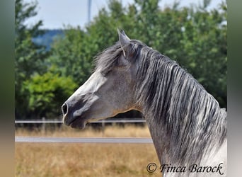 Andalusier, Wallach, 5 Jahre, 156 cm, Schimmel