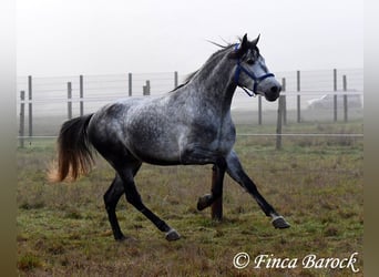 Andalusier, Wallach, 5 Jahre, 156 cm, Schimmel