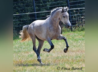 Andalusier, Wallach, 5 Jahre, 156 cm, Schimmel