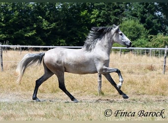 Andalusier, Wallach, 5 Jahre, 156 cm, Schimmel