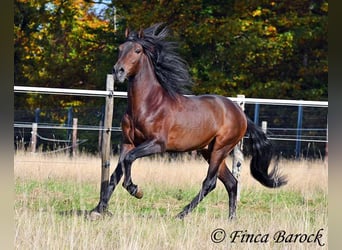 Andalusier, Wallach, 5 Jahre, 156 cm, Schwarzbrauner