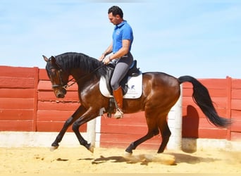 Andalusier, Wallach, 5 Jahre, 157 cm, Brauner
