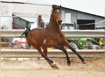 Andalusier, Wallach, 5 Jahre, 157 cm, Brauner