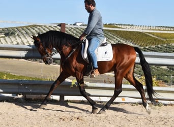 Andalusier, Wallach, 5 Jahre, 157 cm, Brauner