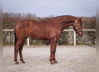 Andalusier, Wallach, 5 Jahre, 157 cm, Dunkelfuchs