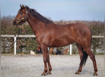 Andalusier, Wallach, 5 Jahre, 157 cm, Dunkelfuchs