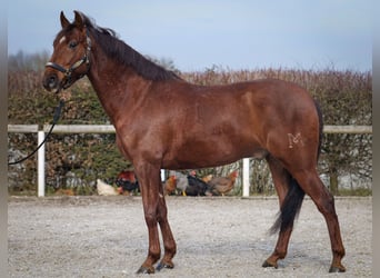 Andalusier, Wallach, 5 Jahre, 157 cm, Dunkelfuchs