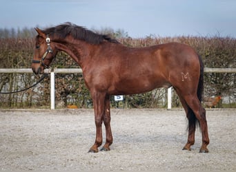 Andalusier, Wallach, 5 Jahre, 157 cm, Dunkelfuchs