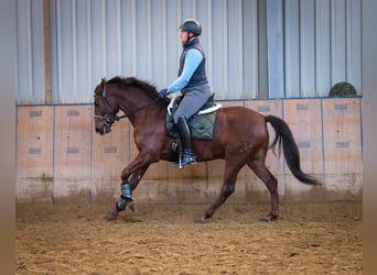 Andalusier, Wallach, 5 Jahre, 157 cm, Dunkelfuchs