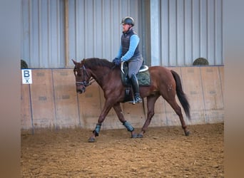 Andalusier, Wallach, 5 Jahre, 157 cm, Dunkelfuchs