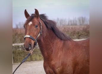 Andalusier, Wallach, 5 Jahre, 157 cm, Dunkelfuchs