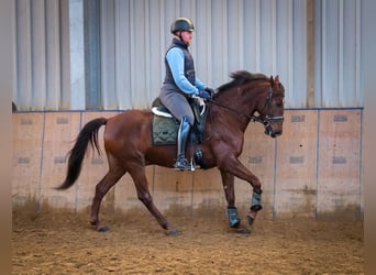 Andalusier, Wallach, 5 Jahre, 157 cm, Dunkelfuchs