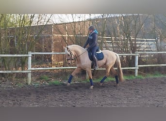 Andalusier, Wallach, 5 Jahre, 157 cm, Palomino