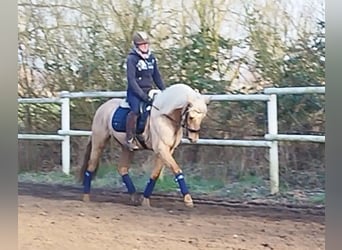 Andalusier, Wallach, 5 Jahre, 157 cm, Palomino