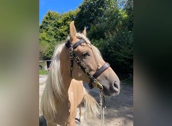Andalusier Mix, Wallach, 5 Jahre, 157 cm, Palomino