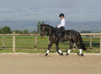 Andalusier, Wallach, 5 Jahre, 157 cm, Rappe
