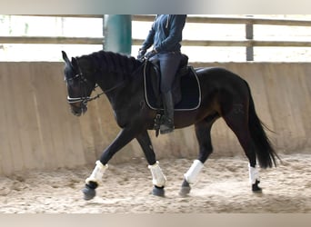 Andalusier, Wallach, 5 Jahre, 157 cm, Rappe