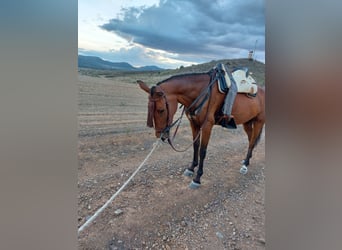 Andalusier Mix, Wallach, 5 Jahre, 157 cm, Rotbrauner