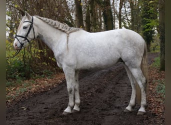 Andalusier, Wallach, 5 Jahre, 158 cm, Apfelschimmel