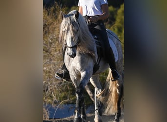 Andalusier, Wallach, 5 Jahre, 158 cm, Apfelschimmel