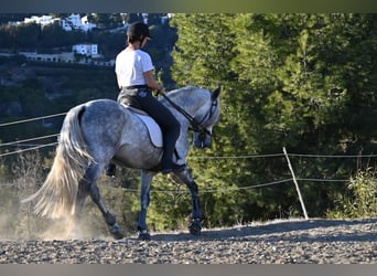 Andalusier, Wallach, 5 Jahre, 158 cm, Apfelschimmel