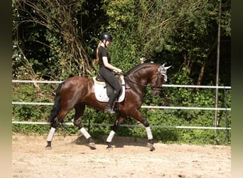 Andalusier, Wallach, 5 Jahre, 158 cm, Brauner