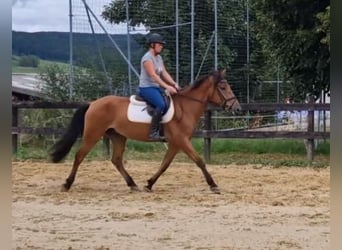 Andalusier Mix, Wallach, 5 Jahre, 158 cm, Brauner