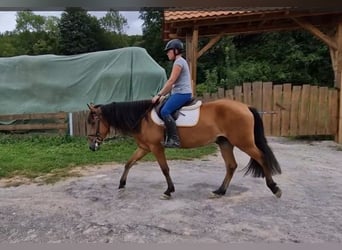 Andalusier Mix, Wallach, 5 Jahre, 158 cm, Brauner