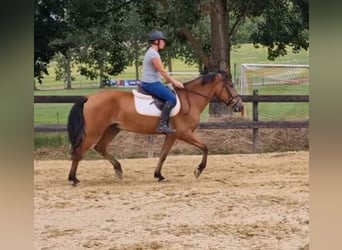 Andalusier Mix, Wallach, 5 Jahre, 158 cm, Brauner