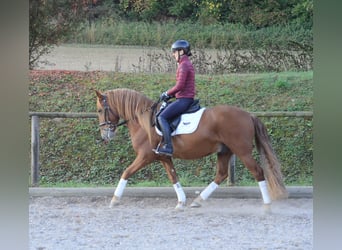Andalusier, Wallach, 5 Jahre, 158 cm, Fuchs