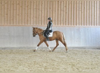 Andalusier, Wallach, 5 Jahre, 158 cm, Palomino