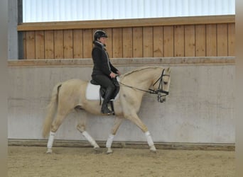 Andalusier, Wallach, 5 Jahre, 158 cm, Palomino