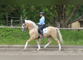 Andalusier, Wallach, 5 Jahre, 159 cm, Palomino