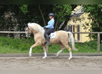 Andalusier, Wallach, 5 Jahre, 159 cm, Palomino