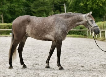 Andalusier, Wallach, 5 Jahre, 160 cm, Blauschimmel