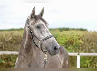 Andalusier, Wallach, 5 Jahre, 160 cm, Blauschimmel