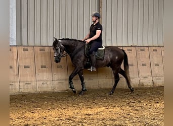 Andalusier, Wallach, 5 Jahre, 160 cm, Blauschimmel