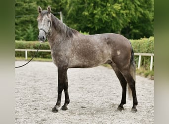 Andalusier, Wallach, 5 Jahre, 160 cm, Blauschimmel