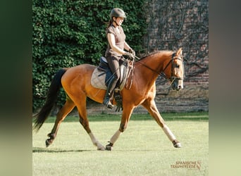 Andalusier, Wallach, 5 Jahre, 160 cm, Brauner