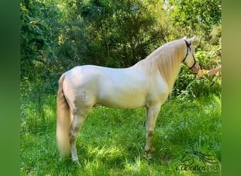 Andalusier, Wallach, 5 Jahre, 160 cm