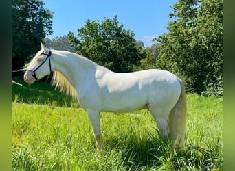 Andalusier, Wallach, 5 Jahre, 160 cm