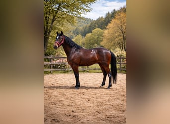 Andalusier, Wallach, 5 Jahre, 160 cm, Dunkelbrauner