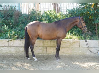Andalusier, Wallach, 5 Jahre, 160 cm, Falbe